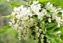 Робиния ложноакациевая
