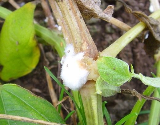 Белая гниль (Sclerotinia sclerotiorum)