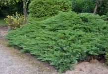 Можжевельник казацкий «Тамарисцифолиа» (Juniperus sabina ‘Tamariscifolia’)