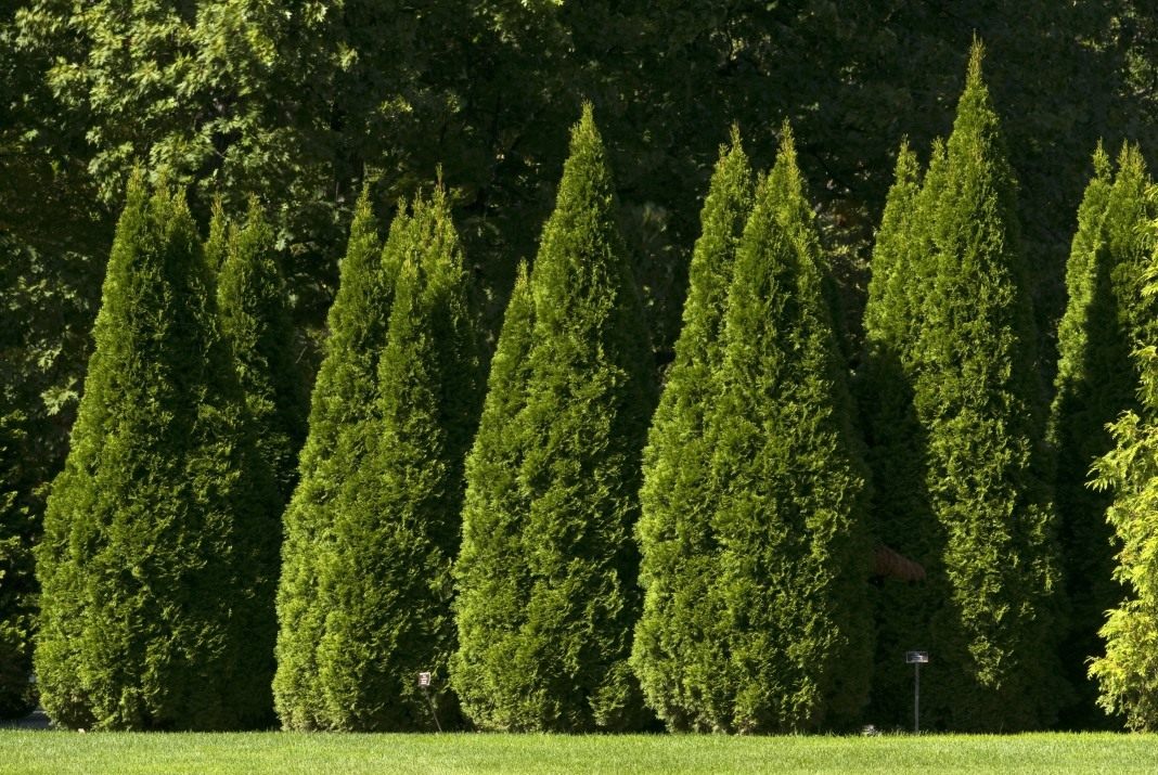 Самые красивые деревья для сада | Статьи | sauna-chelyabinsk.ru