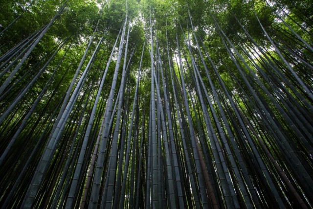 Наибольшей высоты достигает бамбук бирманский (40 м)