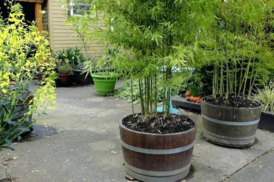 Бамбук, или кусочек тропиков у вас дома. Уход в домашних условиях. Фото — Ботаничка