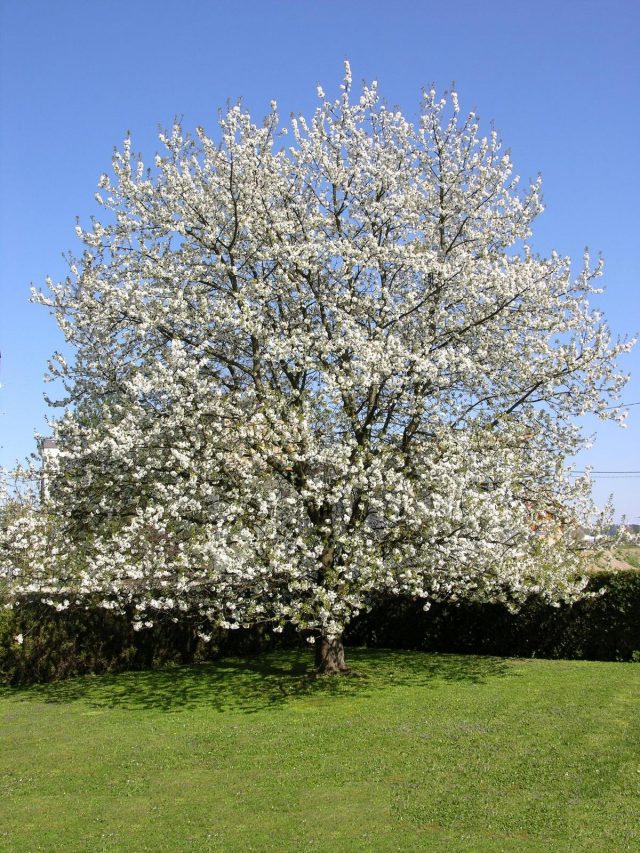 Вишня обыкновенная (Prunus cerasus)