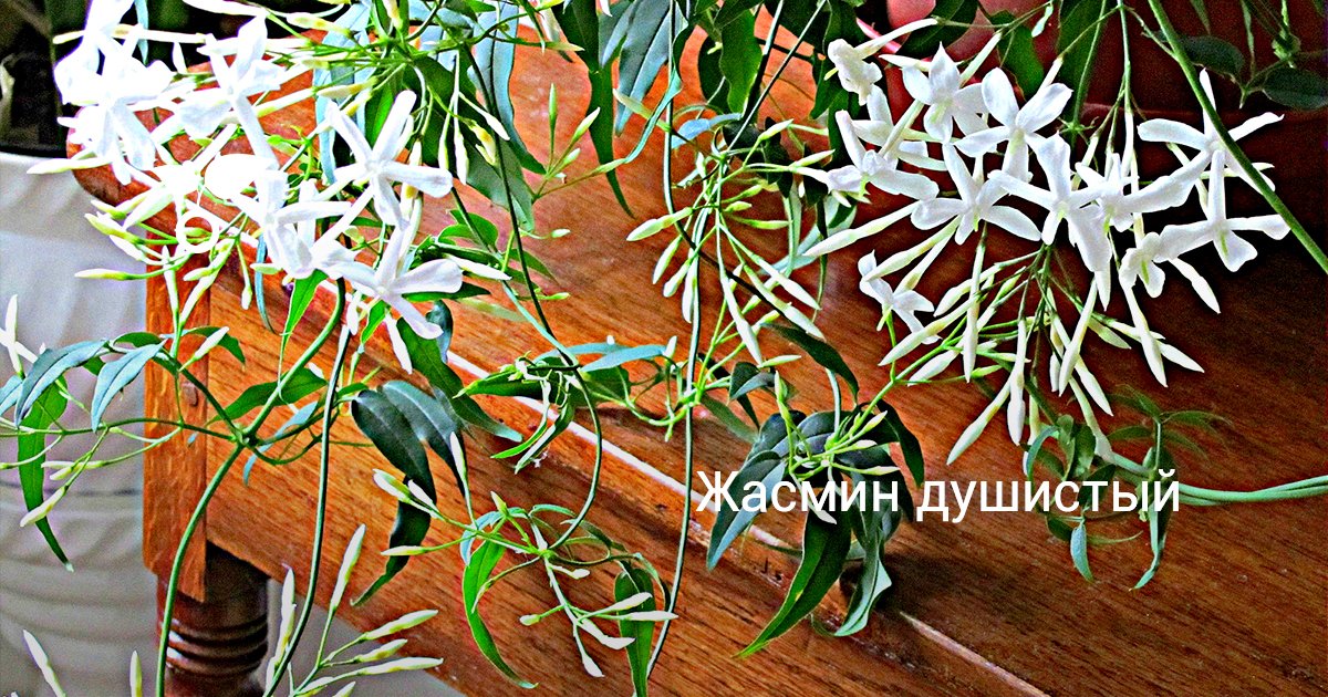 Душистый жасмин. Цветок и кустарник. Виды, выращивание, уход. Фото ...