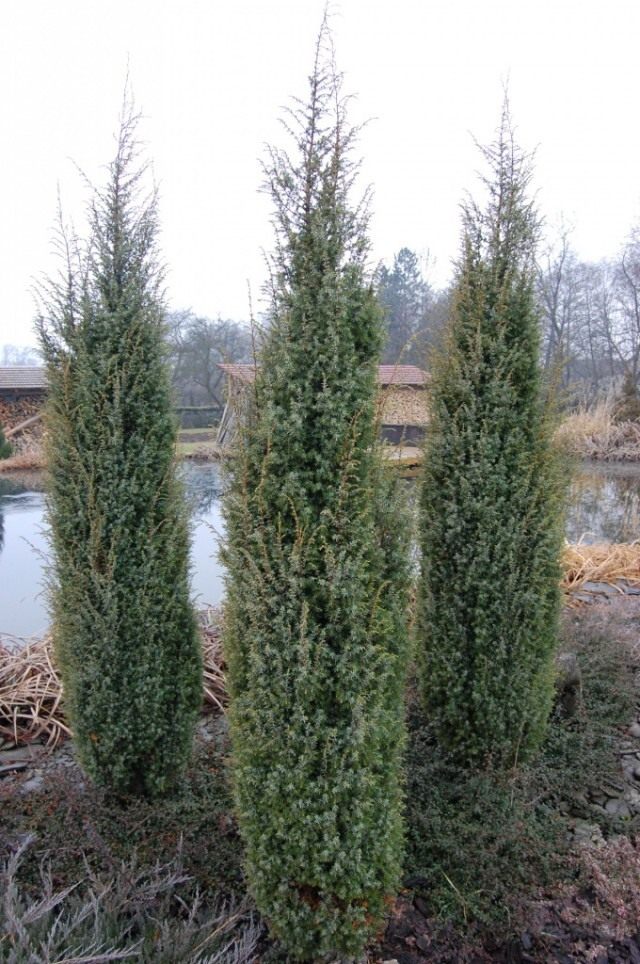 Можжевельник виргинский «Скайрокет» (Juniperus virginiana ‘Skyrocket’)