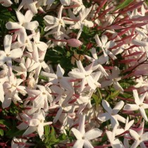 Жасмин многоцветковый (Jasminum polyanthum)