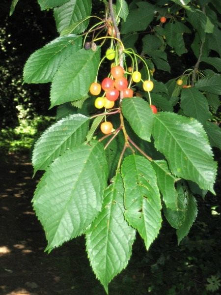 Черешня (Prunus avium)