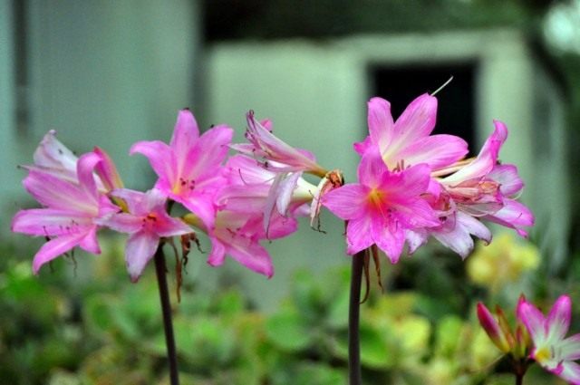 Амариллис белладонна (Amaryllis belladonna)