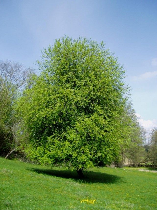 Черёмуха обыкновенная (Prunus padus)