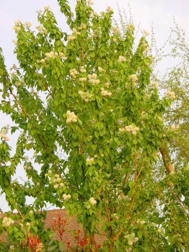 Черёмуха Маака (Prunus maackii)