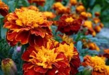 Бархатцы (Tagetes)