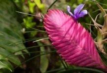 Тилландсия синяя (Tillandsia cyanea)