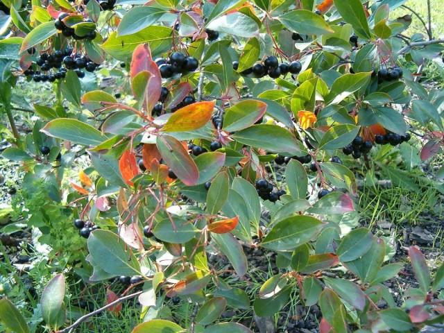 Черноплодная рябина (лат. Aronia melanocarpa)