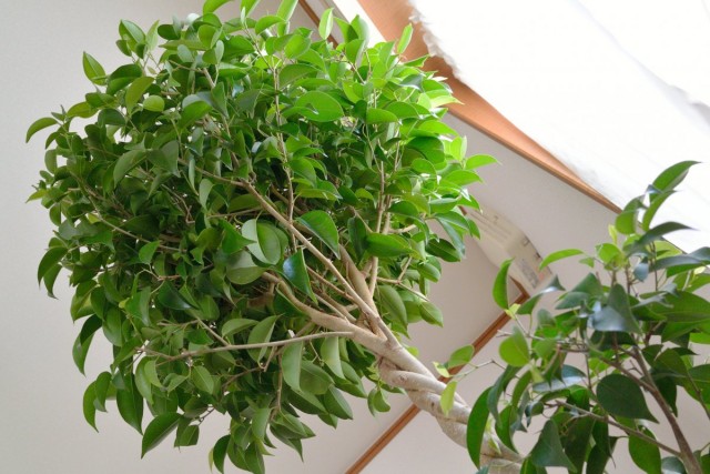 Фикус Бенджамина - неприхотливое вечнозеленое комнатное растение