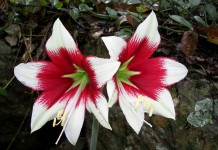 Гиппеаструм Леопольда (Нippeastrum leopoldii)