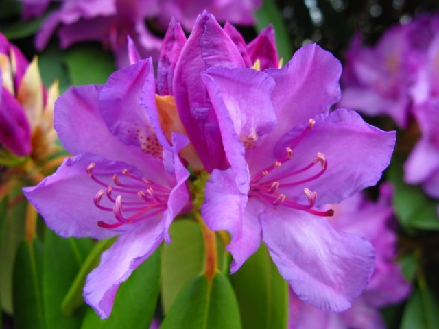 Цветок Рододендрона