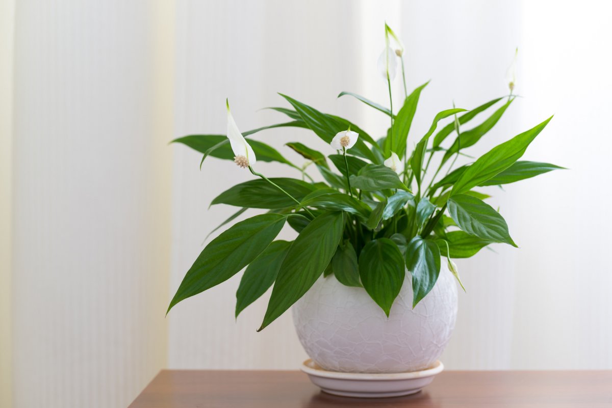 5 растений с белыми листьями для минималистичного интерьера | Стильный минимализм | Дзен