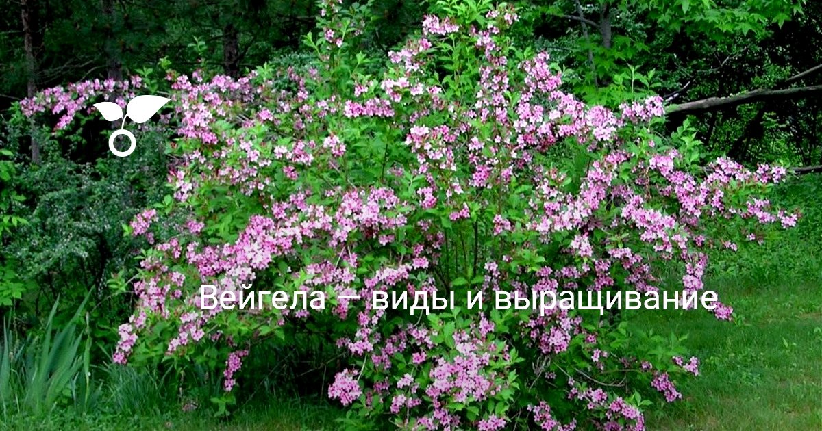 Вейгела — виды и выращивание. Посадка, уход, сорта. Фото — Ботаничка