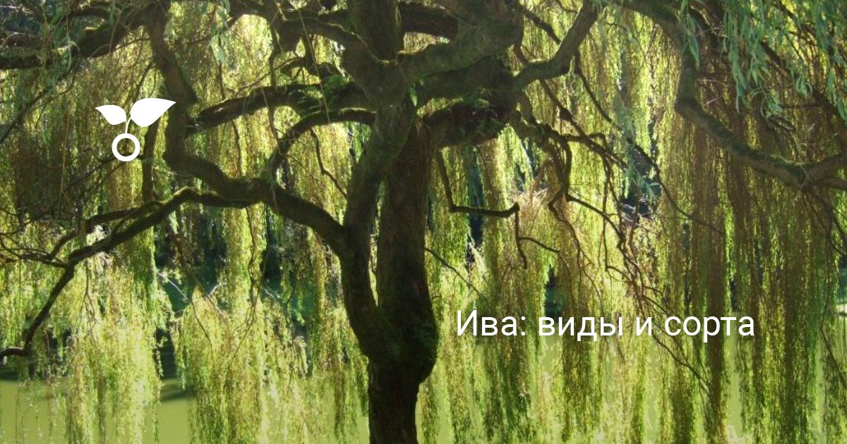 Русская ива - плетеные деревья