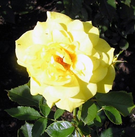 Роза Флорибунда "Friesia"