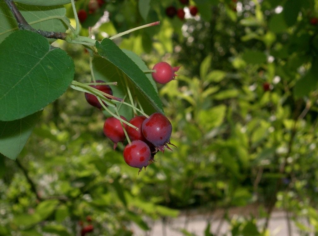 Ирга, или июньская ягода. Посадка, уход, виды. Полезные свойства ягоды.  Фото — Ботаничка