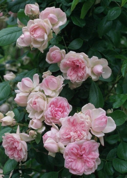 Роза флорибунда — Ботаничка