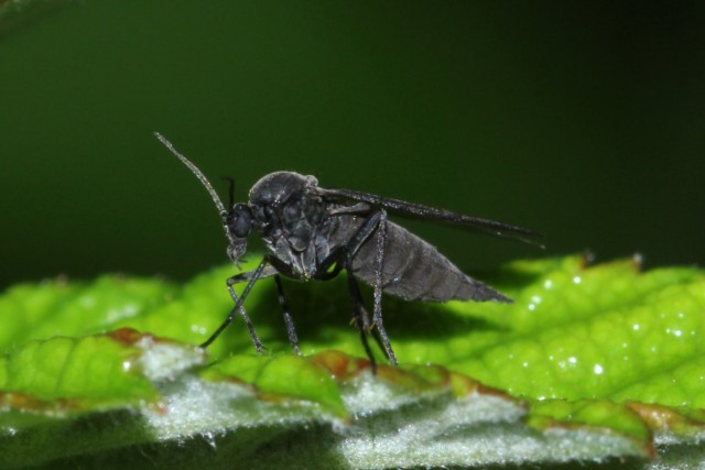 Jak odstranit mouchy v květináčích? Prostředky boje proti houbovým komárům