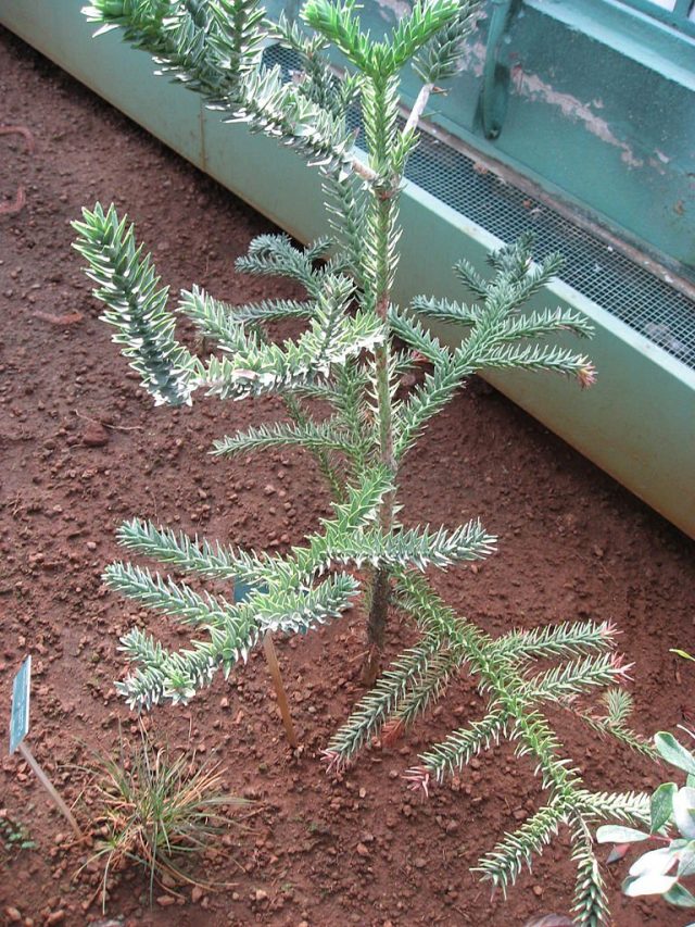 Араукария горная (Araucaria montana)