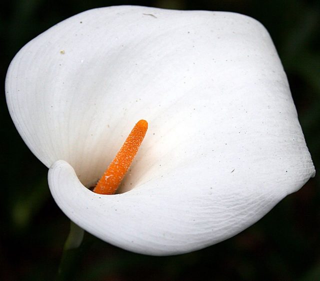 «Цветком» каллы называют кроющий лист (покрывало), в который обернута желтая «свеча» соцветия-початка
