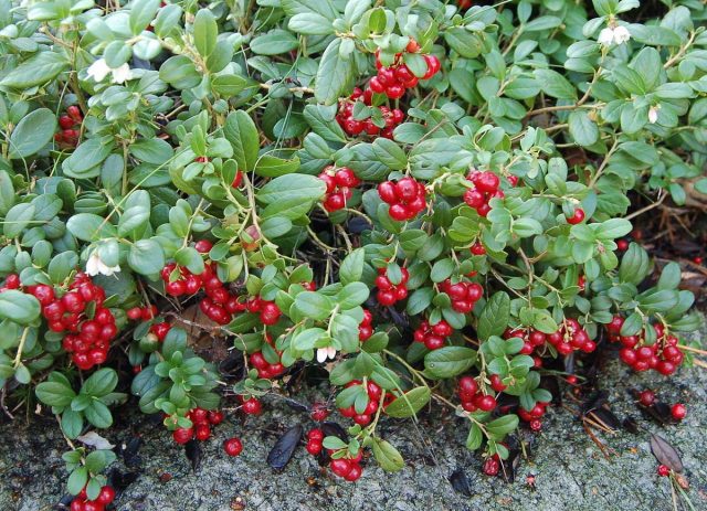 Брусника (лат. Vaccinium vitis-idaea)
