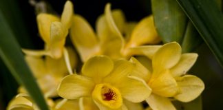 Дендробиум (Dendrobium)