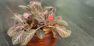 Эписция медно-красная (Episcia cupreata)
