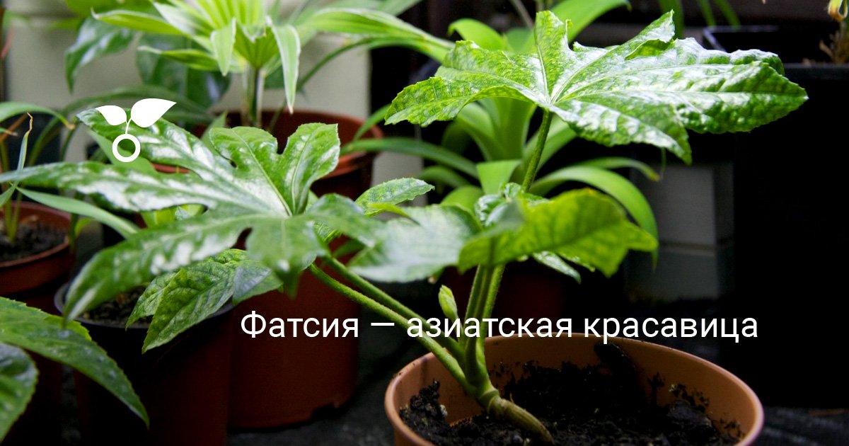 Фатсия — азиатская красавица. Уход, выращивание, размножение. Болезни и ...