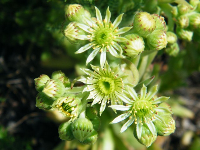 Молодило русское (Sempervivum ruthenicum)