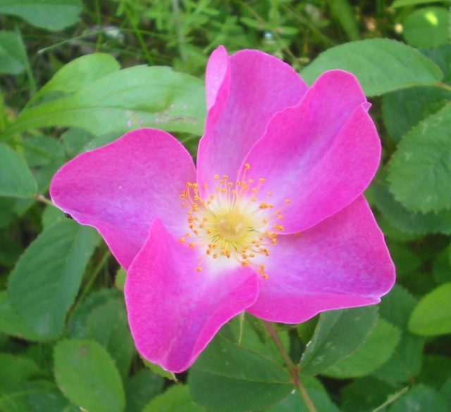 Роза (шиповник) французская (Rosa gallica L.)