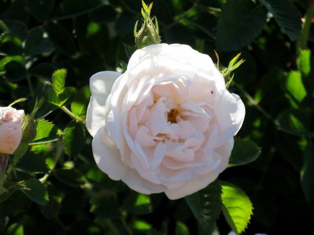 Роза (шиповник) белая (Rosa alba)