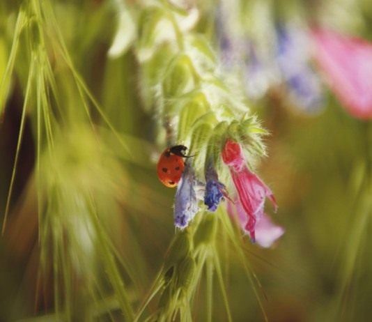 Полезных насекомых привлекают в сад цветущие растения