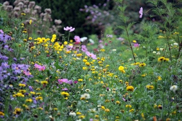 Высаживайте медоносные цветы для привлечения полезных насекомых