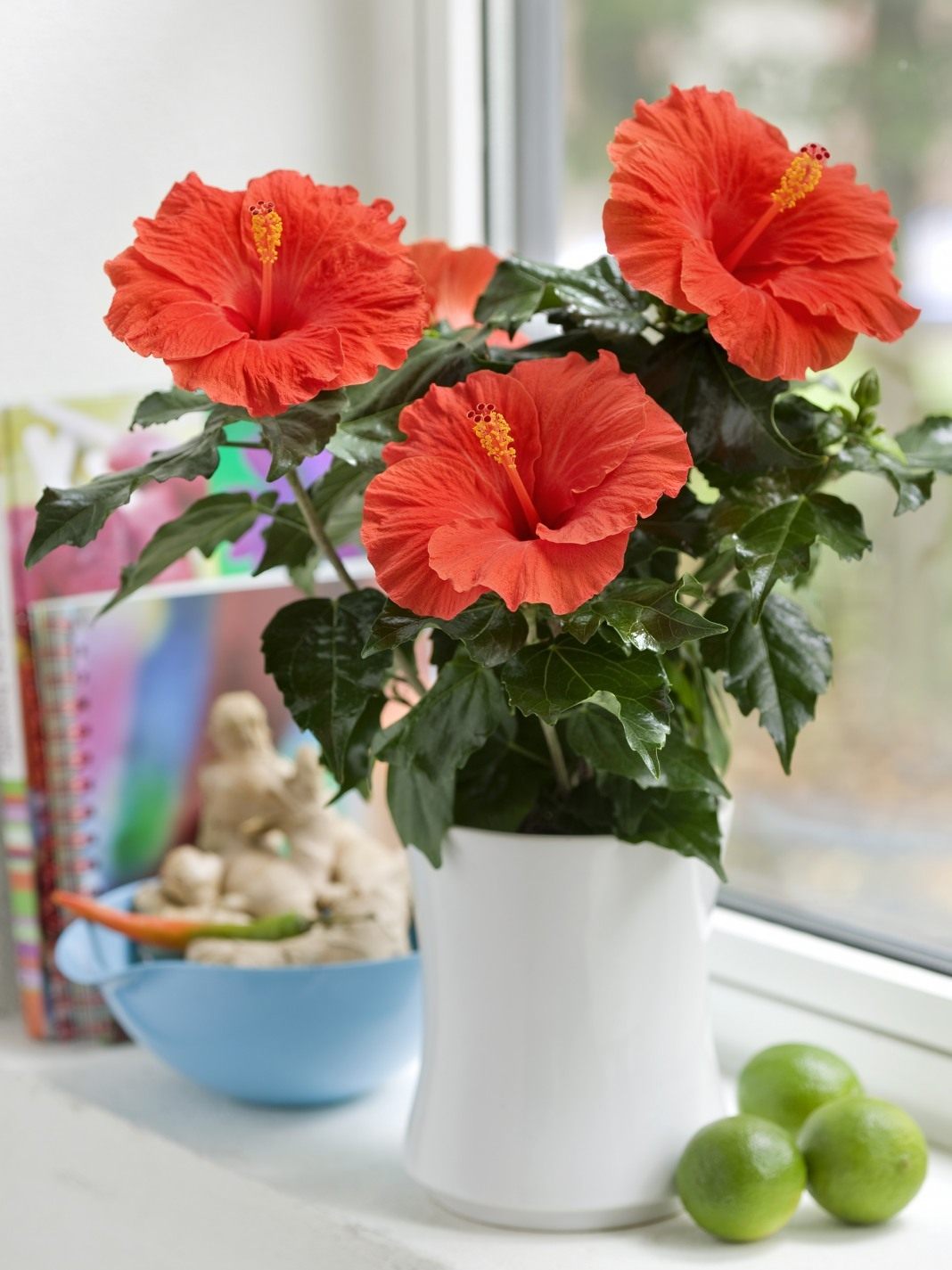 Гибискус комнатный цветок с красными цветами уход в домашних условиях в горшке фото