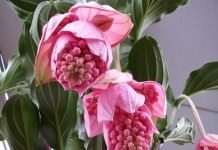 Мединилла великолепная (Medinilla magnifica)