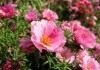 Портулак крупноцветковый (Portulaca grandiflora)