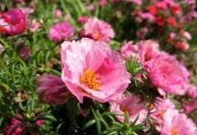 Портулак крупноцветковый (Portulaca grandiflora)