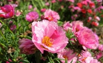 Портулак крупноцветковый (Portulaca grandiflora)