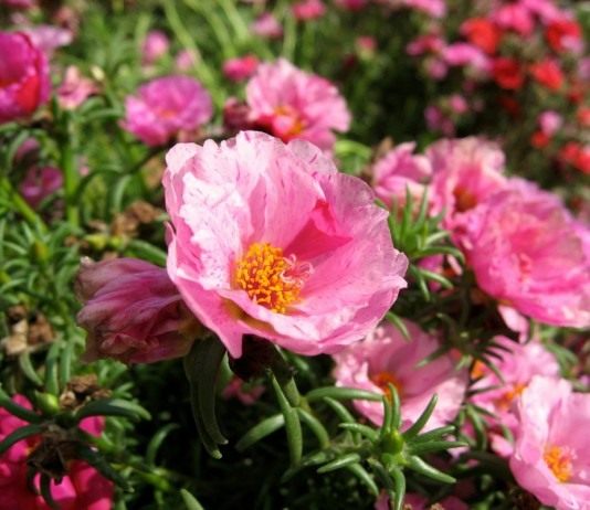 Портулак крупноцветковый (Portulaca grandiflora)