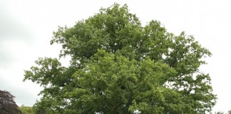 Дуб черешчатый (летний, английский, обыкновенный) (Quercus robur)