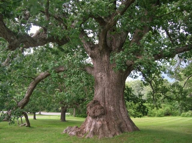 Дуб белый (Quercus alba)