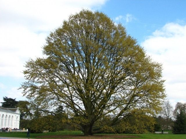 Дуб каштанолистный (Quercus castaneifolia)