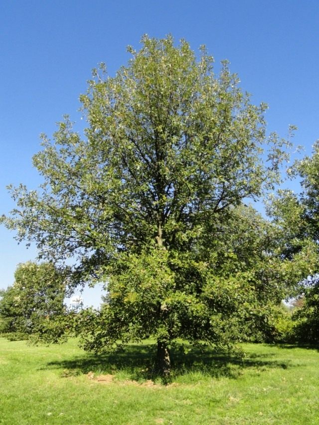 Дуб крупноплодный (Quercus macrocarpa)