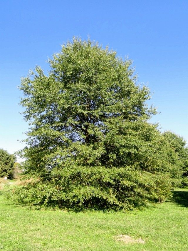 Дуб иволистный (Quercus phellos)