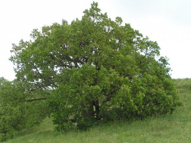 Дуб пушистый (Quercus pubescens)